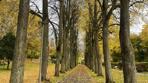 Herbstlich goldene Kurpark-Allee. (Foto: Mahdia Hossaini)
